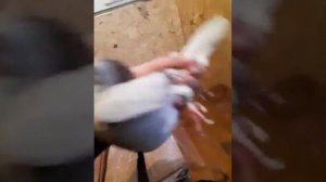 новых голубей почтарь