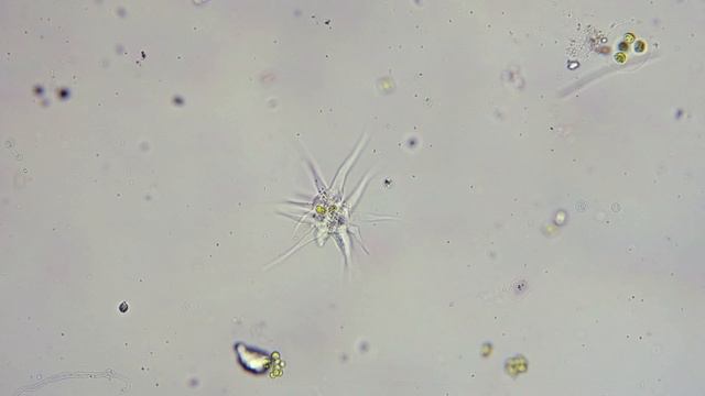 Амеба смотреть онлайн