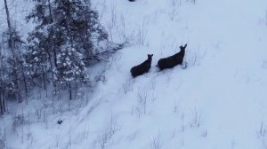 Съёмка с дрона , лоси в охот угодии