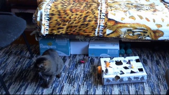 Коты скрытой камерой. Кот ловит хвост и другое. Кот Еврик. смотреть онлайн