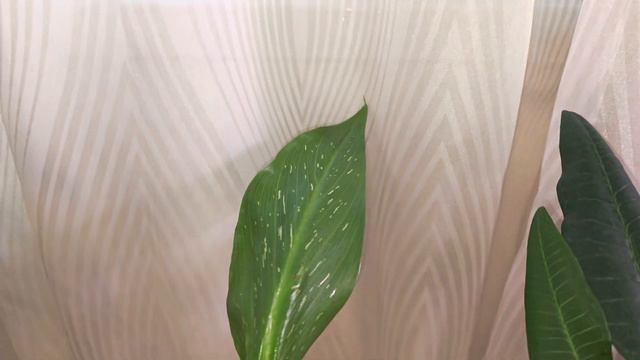 Плюмерия и апельсины дома смотреть онлайн