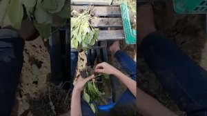 Посадка капусты 2021, купил рассадопосадочную машину.,, жить,, стало легче.......!