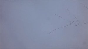 журавли летят на север