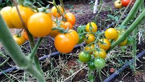 Томат Летнее солнце (Summer Sun).