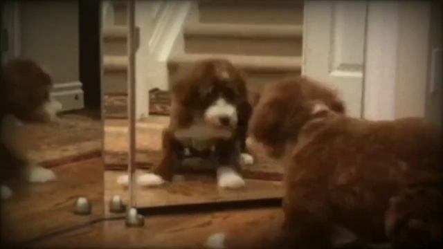 Мудрая притча о том, что мир–это большое зеркало! смотреть онлайн