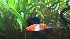 Отрастут ли плавники?