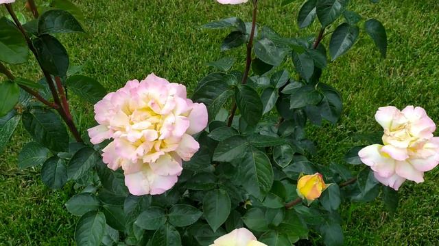 Роза Глория Дей смотреть онлайн