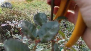 Осенняя обрезка шраба? Сроки. Принципы.Что режем, что оставляем. Смотрим по шипам. Инструмент.