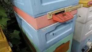 пчеловодство по новому - содержание пчел без осмотров пчеловодом,  два года без роения