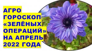 Агрогороскоп "зелёных операций" на растениях рассады и цветах на апрель 2022 года