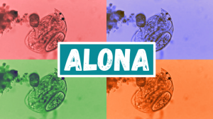 Alona