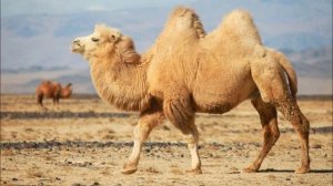 Голос Верблюда.