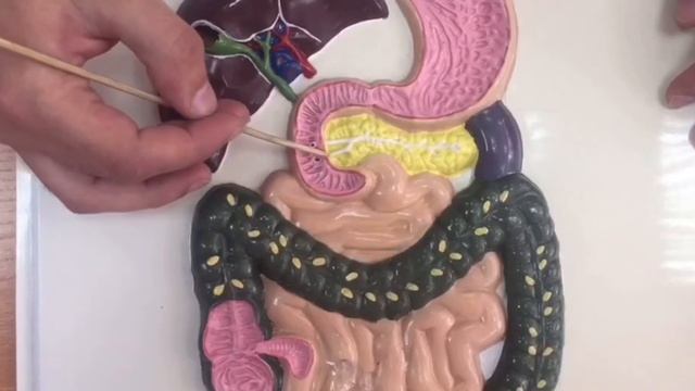 Пищевод.Анатомия смотреть онлайн