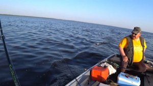 Троллинг.В поисках Судака.Мелкий хищник зверствовал.Trolling on the lake.Looking for zander.