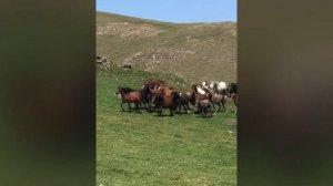 Тарбагатайские горы гордость  ВКО