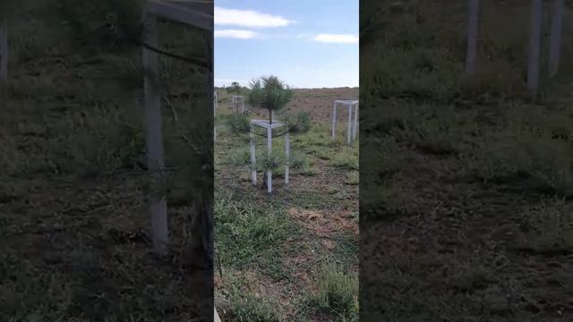 Как укрепить саженцы деревьев от ветра и сильного дождя. Озеленение участка рядом с домом в Анапе смотреть онлайн