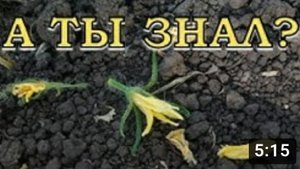 Почему опадает цвет у томатов????