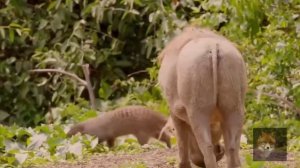 В Мире Животных (Бородавочники _Задирают_Всю Африку,Убегают Даже Львы.Самый Чудной Зверь В Деле)