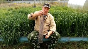 Полезный фураж для кур несушек своими руками.