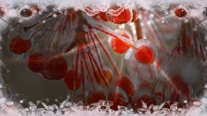 Снежные ягоды
