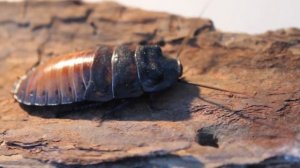 Здравствуй рыжий! Удивительные факты о тараканах!