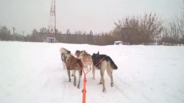 Поездка на нарте! смотреть онлайн