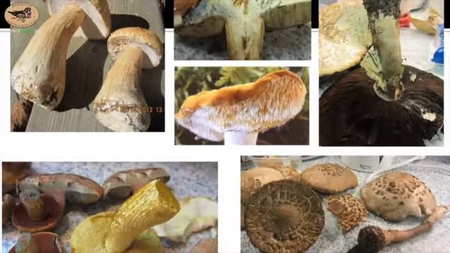 Fungi: The Fifth Kingdom with Kriss Gandier | Nov 2018 смотреть онлайн