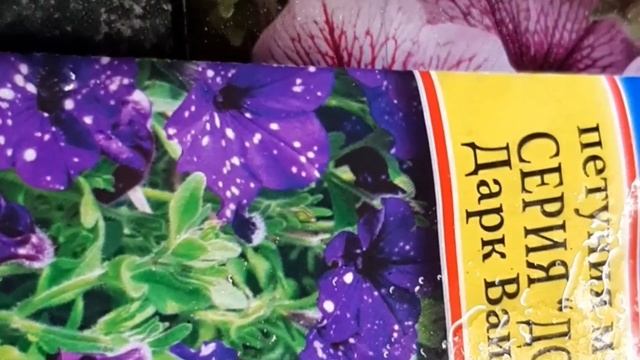 Сажаю САЛЬПИГЛОСИС , КЛЕМАТИС , ПЕТУНИЮ . смотреть онлайн