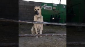 Собака породы Кангал /сильная /умная /грациозная.