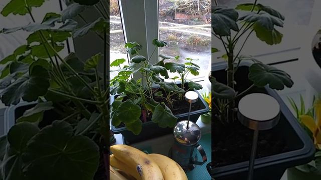 мои цветы смотреть онлайн