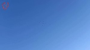 Голуби Тульской области.