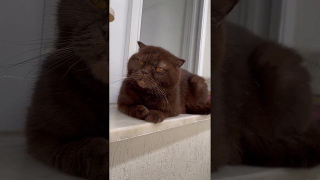 Британская вислоухая кошка / Шоколадные  британские котята и их родители