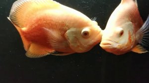 Астронотус альбинос. Цихлиды.