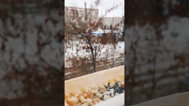 Синицы / кормушка для синиц / синички в кормушке / #синицы