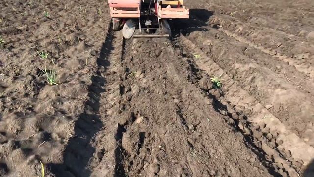 Посадка картофеля под капельный полив. Спаренный ряд. смотреть онлайн