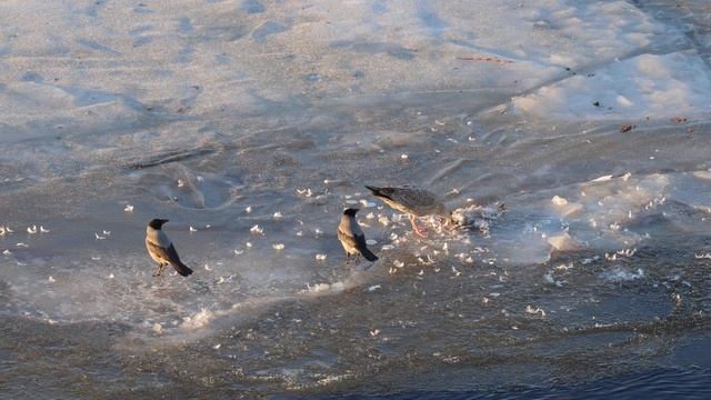 Чайка и вороны что-то едят. Ворона клюёт чайку. смотреть онлайн