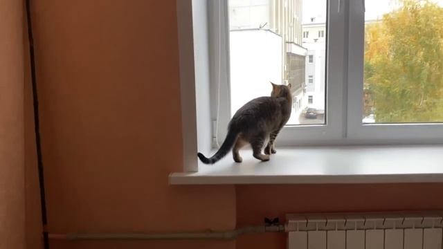 33 НЕСЧАСТЬЯ С САМОГО УТРА, МОЖЕТ ВСЁ БРОСИТЬ? НАЧИНАЮ УБОРКУ КВАРТИРЫ / РЕАЛЬНАЯ ЖИЗНЬ ПЕНСИОНЕРО смотреть онлайн