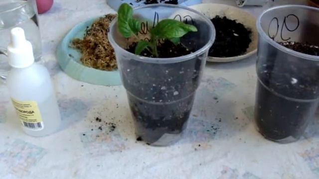 Пикировка рассады томатов смотреть онлайн