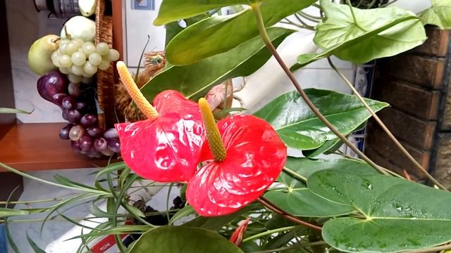 Антуриум содержание, полив, уход смотреть онлайн