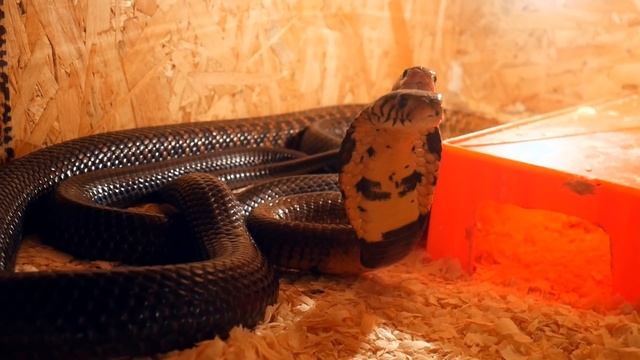 ДОЛГОЖДАННОЕ ЗНАКОМСТВО КОБР! Ссаживаем самых больших кобр