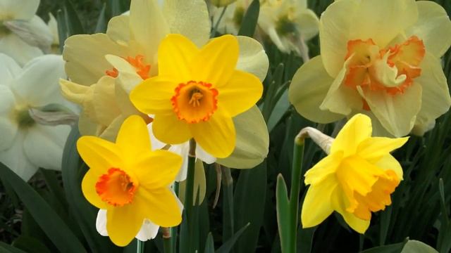 Футаж нарциссы. Красивый фон для видеомонтажа. Futuristic Daffodils HD смотреть онлайн