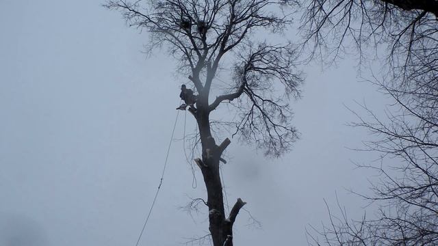 Удаление деревьев (арбористика, работа в двойке на высоте)
