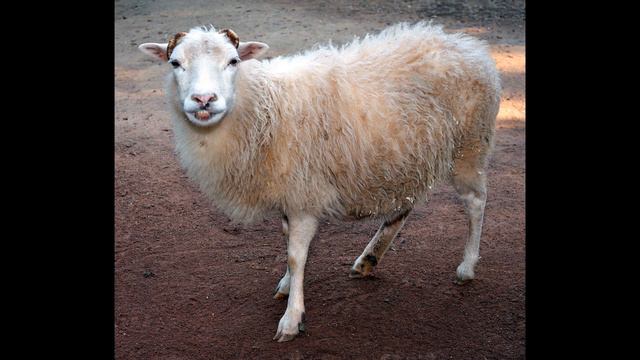 Притча. Овечка 72 смотреть онлайн