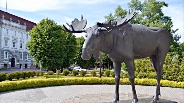 Всемирный день защиты животных смотреть онлайн