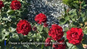 Лучшие сорта роз мировой селекции. Питомник растений Е. Иващенко