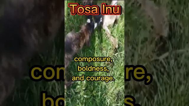 Tosa Inu (New 2023 upload)