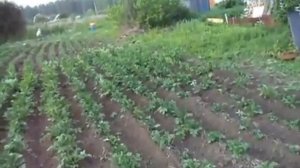 ОКУЧИВАЮ КАРТОШКУ МОТОБЛОКОМ  4 СОТКИ ЗА 30 МИНУТ.  МОТОБЛОК НЕВА!