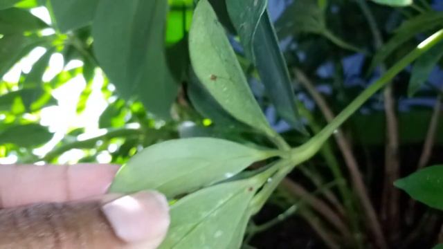 Schefflera Plant Update