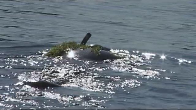 Мир подводной охоты - 375 - Кубок Мэра Москвы по подводной охоте. смотреть онлайн