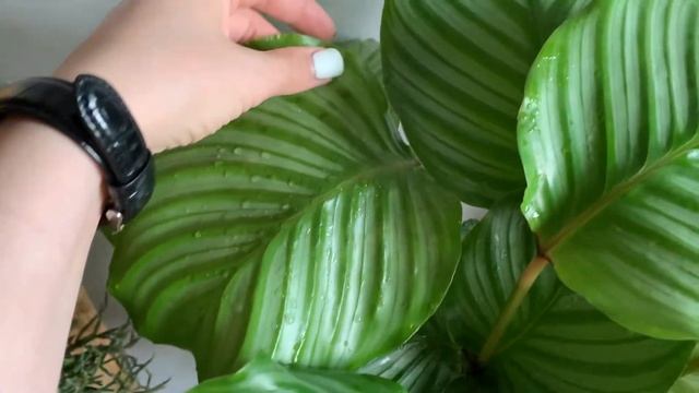 Обзор любимчиков. Алоказия Зебрина, калатея Орбифолия, Монстера вариегатная смотреть онлайн